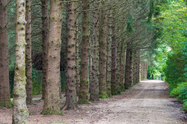 Park alley with tall trees