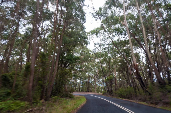 Pohyb lesem, výhled na cestu autem s rozostřením — Stock fotografie