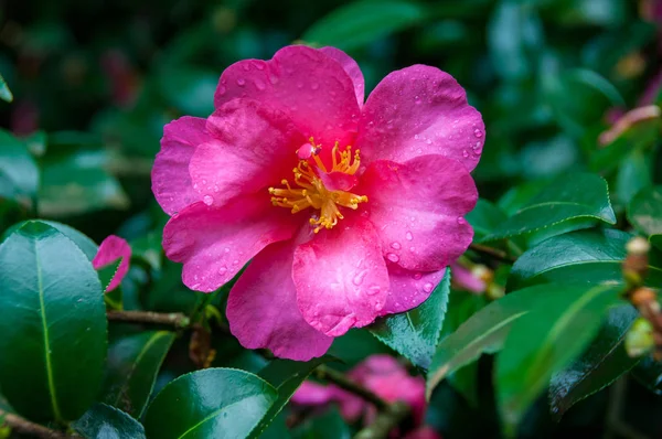 Розовая роза с цветком крупным планом — стоковое фото
