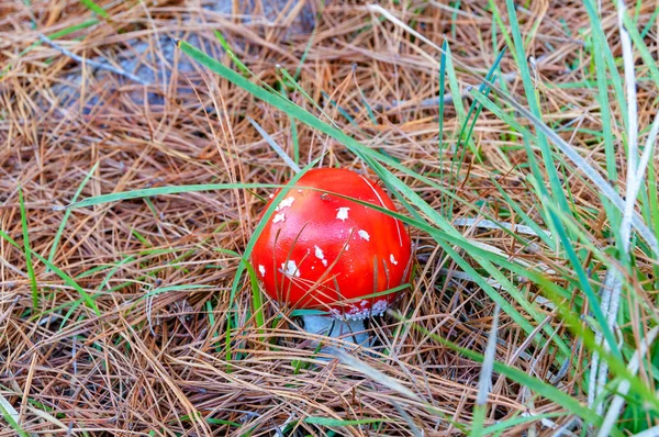 Blízká zářivě červená Mourová houby — Stock fotografie