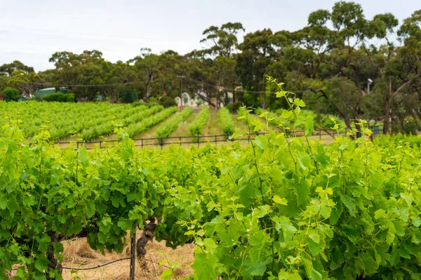 Spectacular vinery landscape with greenn grape vine plants — Stock Photo, Image