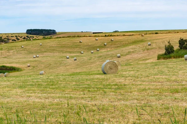 Large round bales of straw on a field — Stock Photo, Image