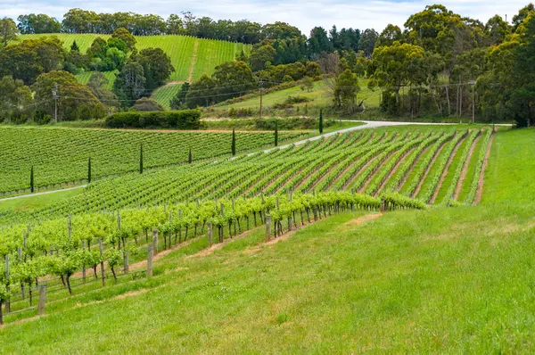 Spectacular countryside landscape of green vineyard — Stock Photo, Image