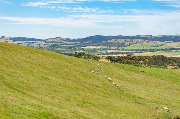 羊の群れ絵のように美しい田舎の風景 — ストック写真