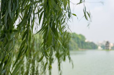 Arka planda su ile söğüt ağacı dalları