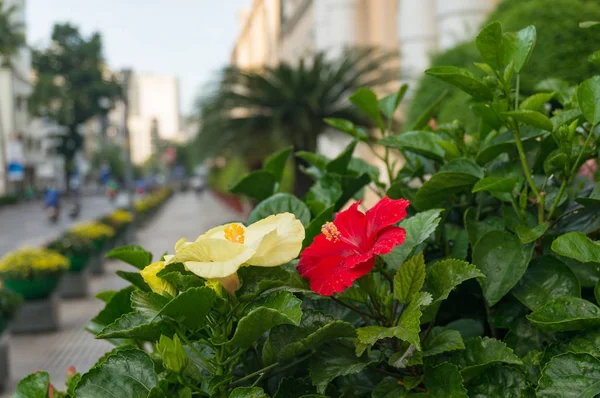 Urban natur bakgrund av ljusa hibiskus blommor — Stockfoto