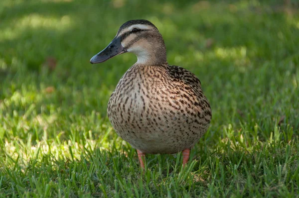 Pacific Black Duck uccello in verde erba ritratto — Foto Stock