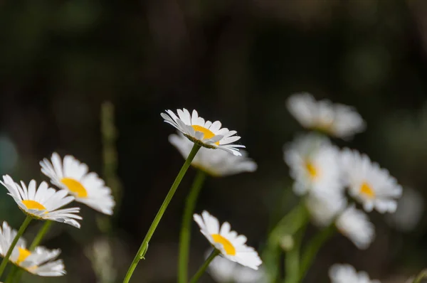 Fundo floral elegante de flores brancas de camomila — Fotografia de Stock