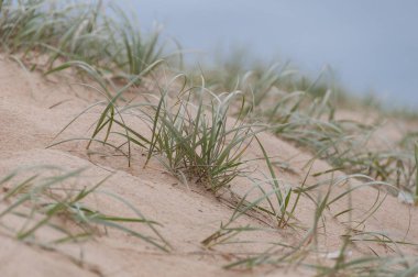 Kum tepelerinde yeşil çim bıçakları. Kıyı arka planı