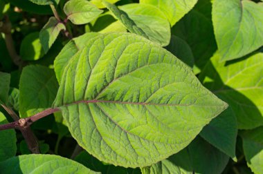 Taze yeşil yaprak dokusunu kapatın. Doğa arka planı