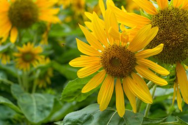 Çiçeklenme parlak sarı ayçiçeği doğa çiçek arka plan