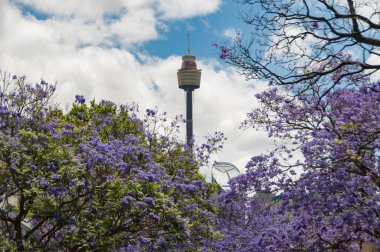 Sydney Westfield Kulesi ile çiçek açan Jacaranda ağaçlarının Alley