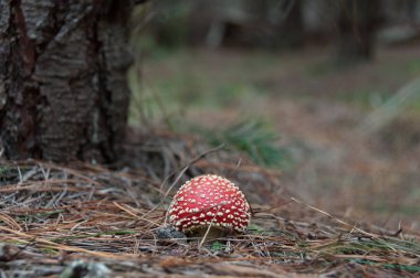 Orman doğa arka planda agarik mantar fly