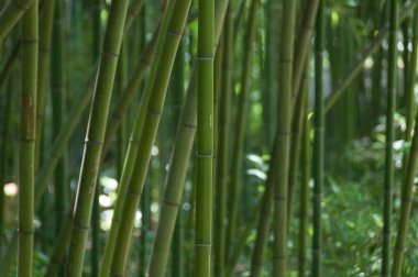 Yeşil bambu sürgünler, doğa zen arka plan kaynaklanıyor
