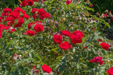 Bahçede parlak kırmızı gül çiçekleri. Doğa arka planı