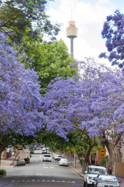 Sydney Westfield Kulesi ile çiçek açan Jacaranda ağaçlarının Alley