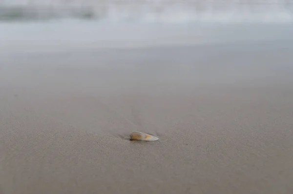 Крупный план раковины в песке с волнами на заднем плане — стоковое фото
