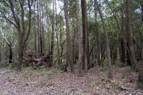 Australský eukalyptus les s lesní podlahou pokrytou suchým — Stock fotografie
