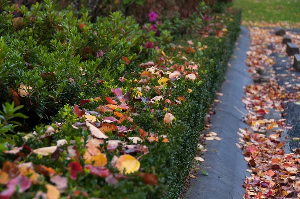 Farbenfrohe Herbstblätter entlang der grünen Hecke Natur Hintergrund — Stockfoto