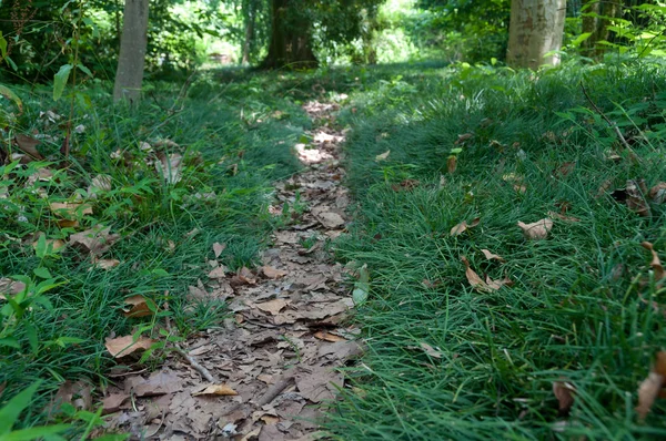 Ścieżka pokryta liści, szlak turystyczny wzdłuż zielonej trawy — Zdjęcie stockowe
