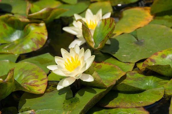 Biała i żółta kwitnąca lilia wodna, kwiat lotosu w stawie — Zdjęcie stockowe