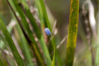 Arka planda yeşil yaprakları ile Küçük mavi çiçek tomurcuk