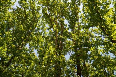 Uzun orman ağaçlarında aşağıdan bakın