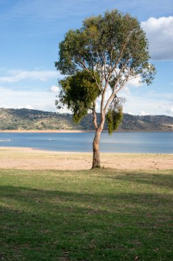 Arka planda göl ile güzel uzun boylu okaliptüs ağacı