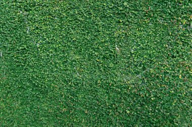 Yeşil çim, çim veya çim doku. Doğa doku arka planı