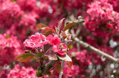 Bal arısı toplama polen ile parlak kırmızı çiçekler
