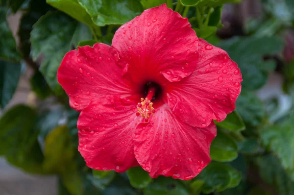 Flor de hibisco rojo brillante primer plano fondo floral — Foto de Stock