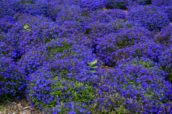 Flores azules brillantes en el fondo floral del jardín —  Fotos de Stock