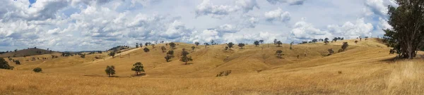 Panorama padoku z żółtą trawą. malownicze krajobrazu wiejskiego — Zdjęcie stockowe