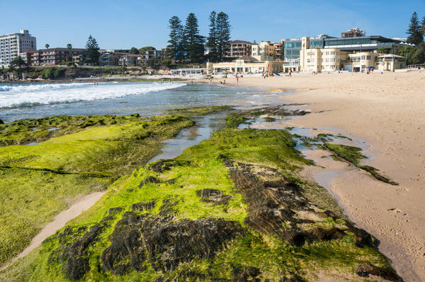 Close up of rock covered with seaweed with Cronulla beach on the
