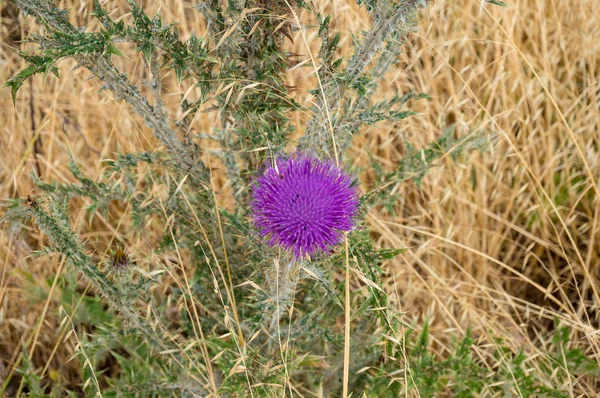 Flowering m,ilk thistle plant. Traditional herbal medicine backg — Stock Photo, Image