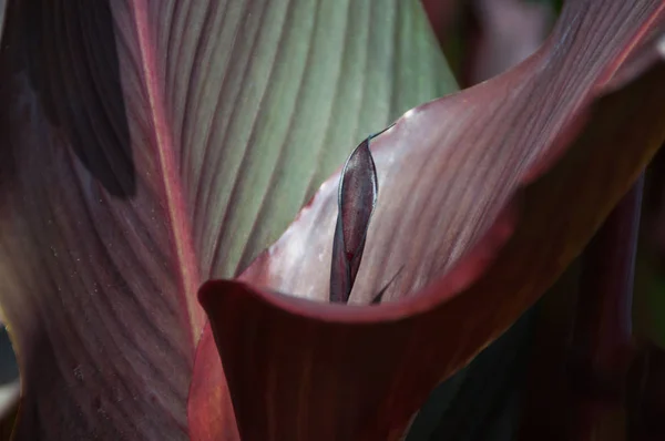 Close-up van exotische donkere blad textuur, natuur achtergrond — Stockfoto