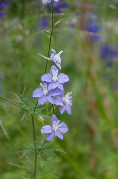 Flores de guisantes dulces de color azul claro sobre fondo de naturaleza pradera — Foto de Stock