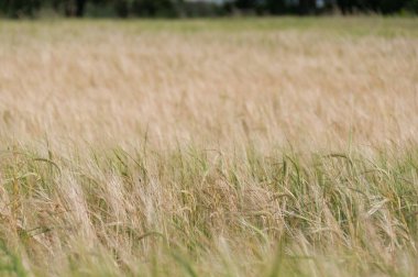 Buğday bitkileri, buğday tarlasında kulakları yakın. Seçici odaklama, 