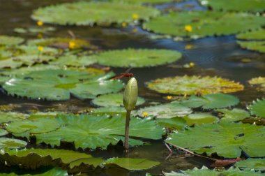 Parlak kırmızı yusufçuk lotus çiçek tomurcuk üzerinde oturan