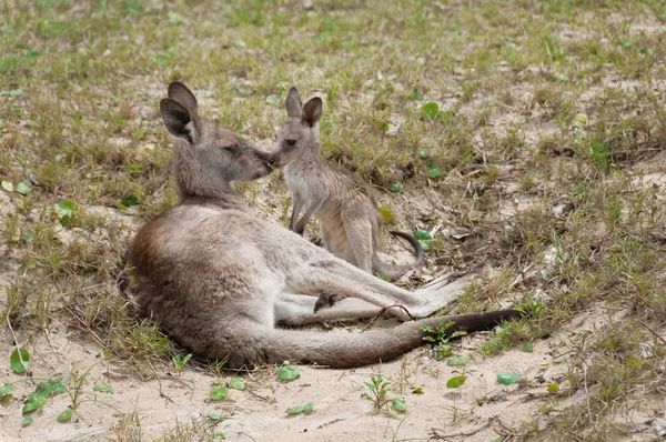 Kangur z Joey Kangaroo relaks w dzikie — Zdjęcie stockowe