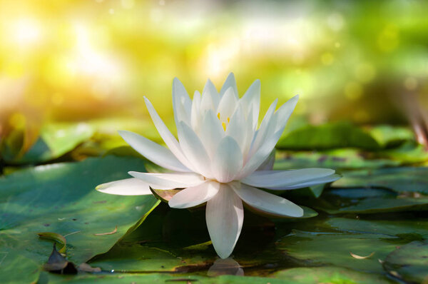 Closse up of lotus, water lily flower with soft bokeh and sun light