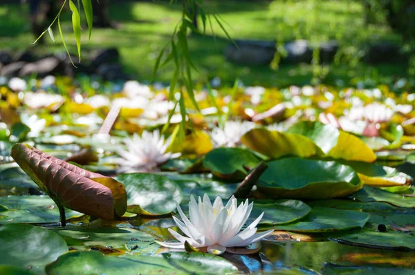 Kwitnący Lotos, kwiat lilii wodnej. Staw ogrodowy, scena jeziora — Zdjęcie stockowe