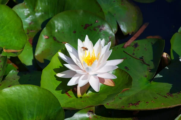 Lotus, kwiat lilii wodnej jest zapylany przez pszczoły — Zdjęcie stockowe