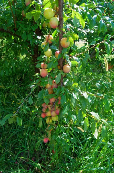 Ameixas frescas maduras em uma árvore em um pomar. Colheita de outono — Fotografia de Stock