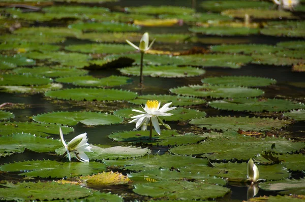Blooming white lotus, lily flower in a pond — Stock Photo, Image