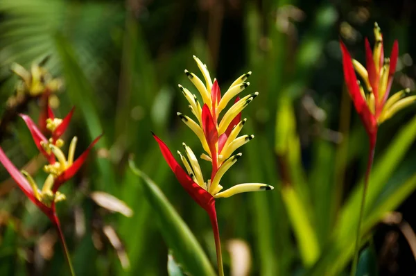 Bright heliconia flowers close up, floral background — Stock Photo, Image