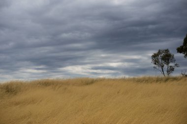 Sarı kuru ot ve fırtına bulutları ile minimalist manzara