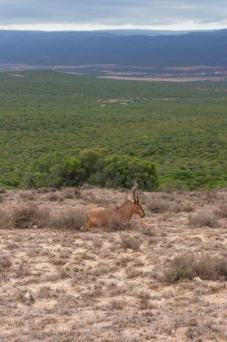 Vahşi doğadaki en kırmızı hartebeest antilop. Afrika'da Safari oyun sürücü