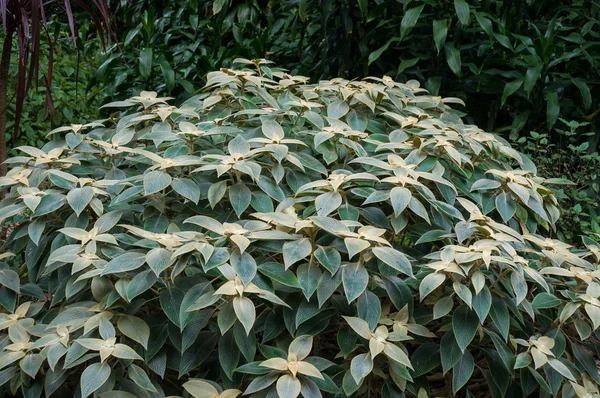 Tropischer Strauch mit grünen Blättern Natur Hintergrund — Stockfoto