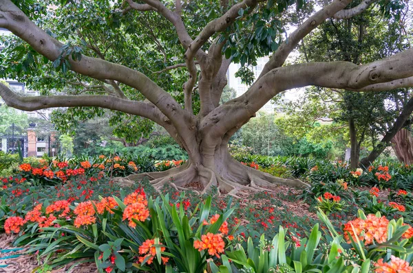Duże stare drzewo w parku otoczonym jasnym pomarańczowym przepływem lilii — Zdjęcie stockowe